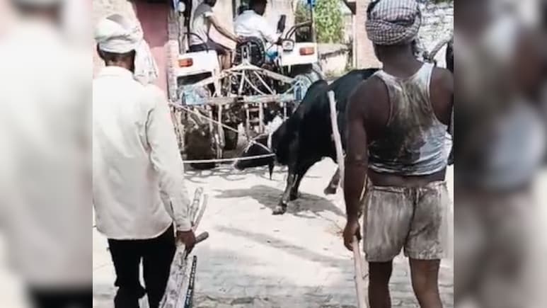 On Camera: Bull Tied To Tractor, Pulled To Death In UP On Camera: Bull Tied To Tractor, Pulled To Death In UP