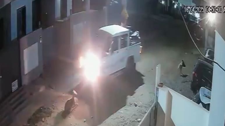 Truck Swerves To Hit Dog, Misses, Then Crushes Pregnant Canine In 2nd Try Truck Swerves To Hit Dog, Misses, Then Crushes Pregnant Canine In 2nd Try